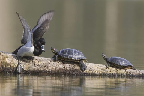A Ring-necked readies to enter the water and leave the company of 2 Red-eared Slider Turtles