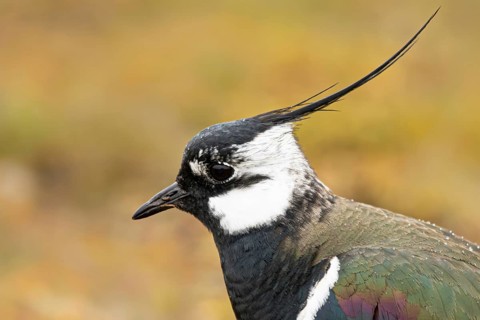 Northern Lapwing (Vanellus vanellus), Oeland, Sweden