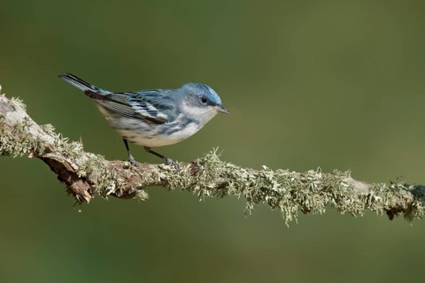 Cerulean Warbler (Setophaga cerulea) male, Texas, USA