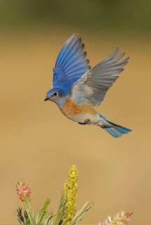 Western Bluebird (Sialia mexicana) male flying, California, USA
