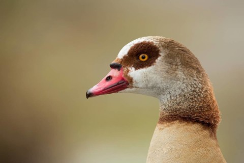 Portrait einer Nilgans