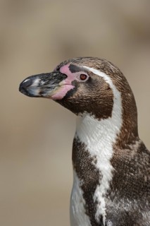 Humboldt penguin (Spheniscus humboldti), captive, occurring in South America