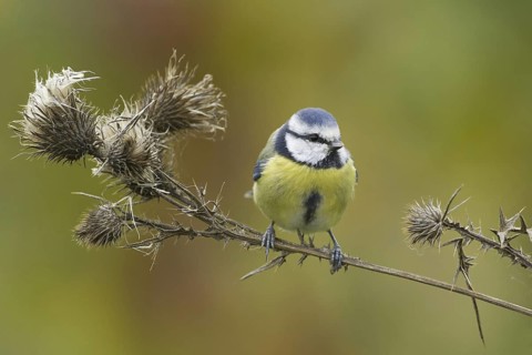Eurasian Blue Tit (Cyanistes caeruleus), Rhineland-Palatinate, Germany