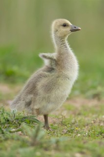 Greylag goose (Anser anser) juvenile baby gosling bird stretching its wings on grassland, England,