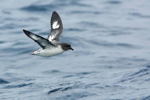 Cape Petrel (Daption capense) flying, Victoria, Australia