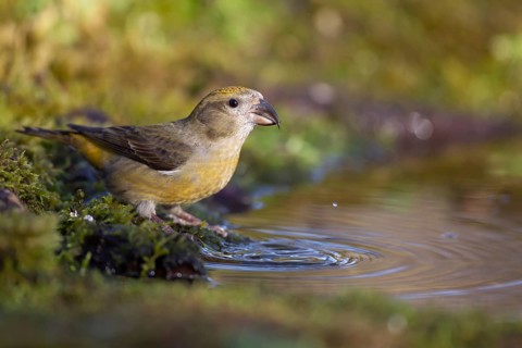 Common crossbill (Loxia curvirostra) adult female bird at a woodland water pool, Norfolk, England,