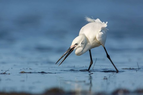 Little Egret (Egretta garzetta) foraging, Victoria, Australia