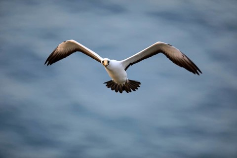 Masked Booby (Sula dactylatra tasmani) flying, Norfolk Island