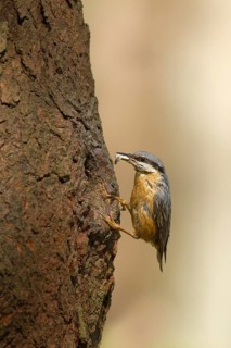 Eurasian Nuthatch (Sitta europaea) feeds at nesting hole, Utrecht, Netherlands