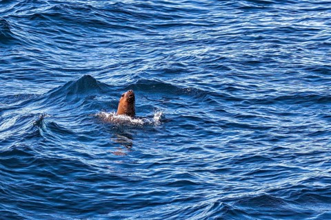 A sea lion emerges from the blue waves of the ocean, surrounded by peaceful nature and dynamic
