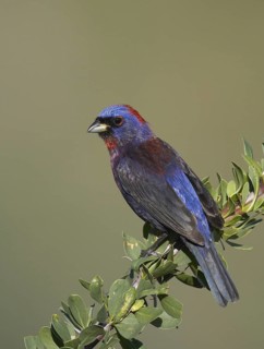 Varied Bunting (Passerina versicolor), Arizona, USA