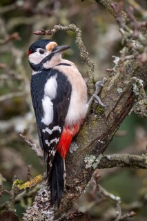 Great spotted woodpecker (Dendrocopos major) on an old pear tree with moss-covered branches,