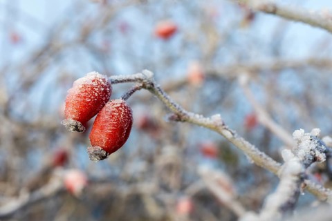 2 rose hips with hoarfrost in autumn, Saxony, Germany