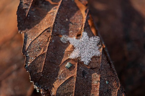 Star-shaped ice crystals on leaf, Mönchbruch Nature Reserve, Rüsselsheim am Main, Hesse, Germany