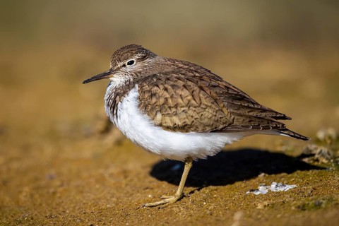 Common Sandpiper (Actitis hypoleucos), North Rhine-Westphalia, Germany