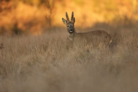 A roe deer stands alert in a golden field, surrounded by tall grass under the warm glow of a