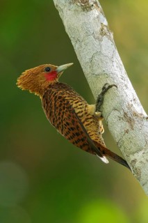 Waved Woodpecker (Celeus undatus) perched on a branch in the rainforest of Guyana