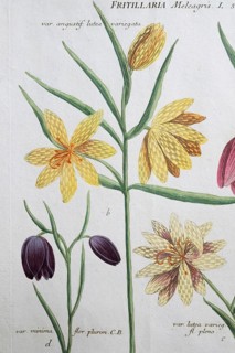Detail, frittilaria flore atro, checkerboard flower, hand-colored mezzotinto copper engraving from