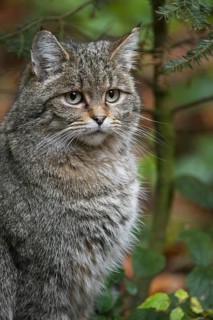 Wild cat (Felis silvestris), European wildcat portrait in autumn forest