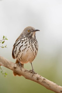 Long-billed Thrasher (Toxostoma longirostre), Texas, USA