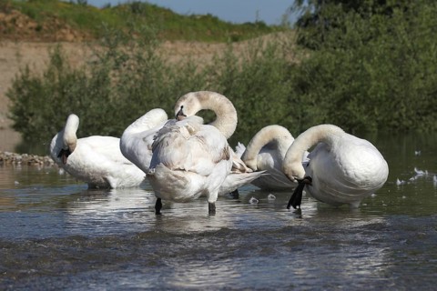 Mute swan (Cygnus olor) Feather care in the shallow water of a gravel pit, Allgäu, Bavaria,