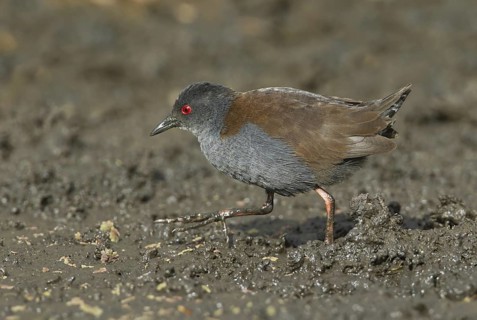 Spotless Crake (Porzana tabuensis), Queensland, Australia