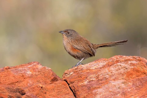 Dusky Grasswren (Amytornis purnelli) female, Northern Territory, Australia