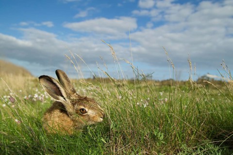 European brown hare (Lepus europaeus) juvenile baby leveret animal feeding in grassland in summer,