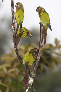 Maroon-bellied Parakeet (Pyrrhura frontalis), Bahia, Brazil