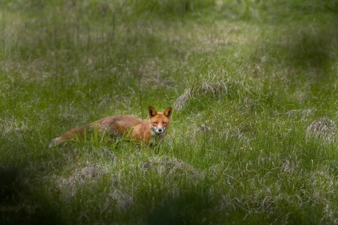 Slowly the red fox (Vulpes vulpes) circles my hiding place and tries to catch wind, which he