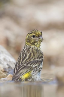 Serin - Girlitz - Serinus serinus, Croatia, female adult