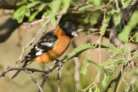 Black-headed Grosbeak (Pheucticus melanocephalus) male, Arizona, USA