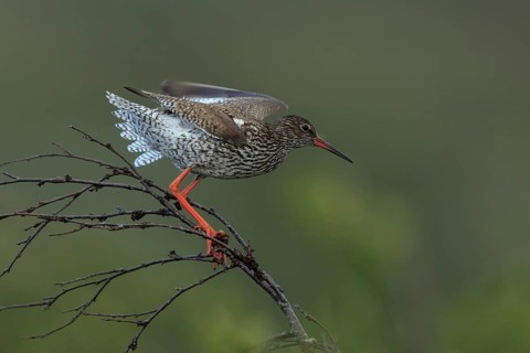 Common Redshank (Tringa totanus), Dalarna, Sweden