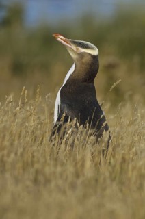 Yellow-eyed Penguin (Megadyptes antipodes), New Zealand