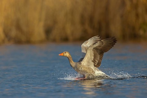 Greylag goose, Anser Anser, flight photo, lateral, Wagbachniederung, Wagh‰usl, Baden-W¸rttemberg,