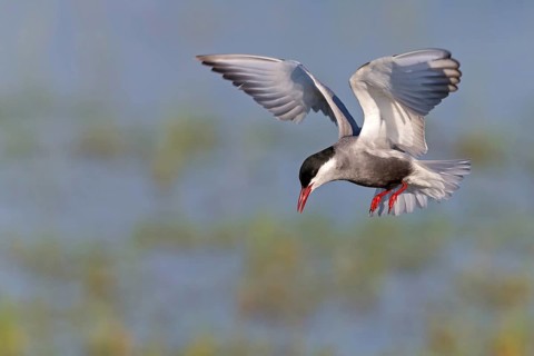 White-bearded Tern, (Chlidonias hybridus, Chlidonias hybrida, family of terns, flight, biotope,