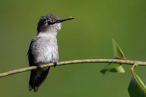 Bee Hummingbird (Mellisuga helenae) perched on a branch in Cuba