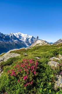 Mountaineer in mountain landscape with alpine roses, mountain panorama with glaciated summit of