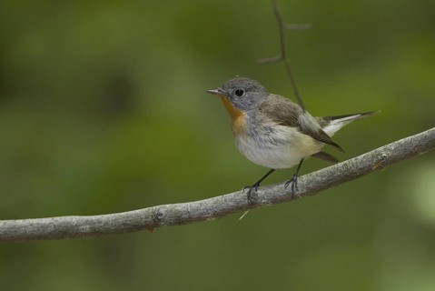 Red-breasted Flycatcher (Ficedula parva), Mecklenburg-Western Pomerania, Germany