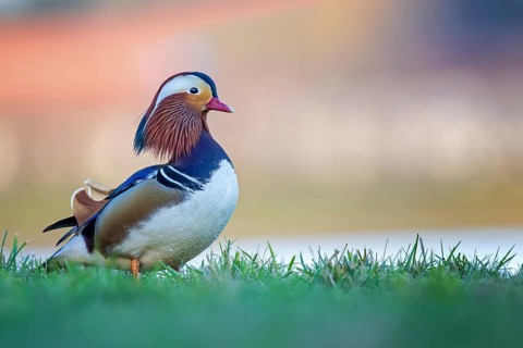 Mandarin Duck (Aix galericulata) male, Saxony-Anhalt, Germany