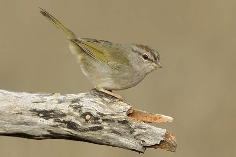 Olive Sparrow (Arremonops rufivirgatus), Texas, USA