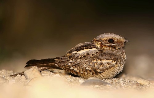 Red-necked Nightjar (Caprimulgus ruficollis), Pancas, Portugal