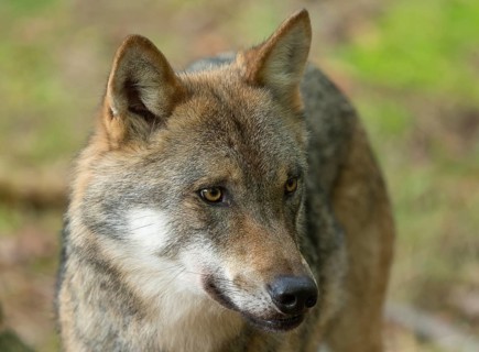 Wolf (Canis lupus) portrait, captive, Bavarian Forest National Park, Bavaria, Germany