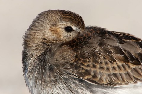 Dunlin (Calidris alpina), Schleswig-Holstein, Germany