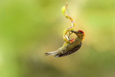 Golden-cheeked Woodpecker Melanerpes chrysogenys El Tuito, Jalisco, Mexico 10 June Adult Male