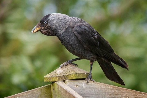 Western Jackdaw (Corvus monedula), Bempton, United Kingdom