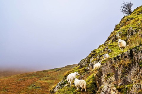 Sheeps from Claerwen Valley, Elan Valley Reservoir, Rhayader, Powys, Wales, UK