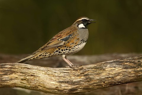 Spotted Quail-thrush (Cinclosoma punctatum) male singing, New South Wales, Australia