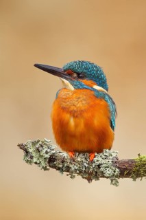 Kingfisher (Alcedo atthis), male sitting on a branch, wildlife, nature photography, waterfowl,