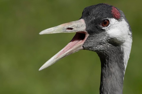 Common crane (Grus grus) adult bird calling, England, United Kingdom